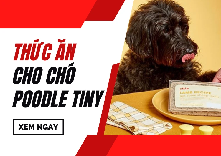 Thức Ăn Chó Poodle Tiny Nên Và Không Nên Ăn? Petboss