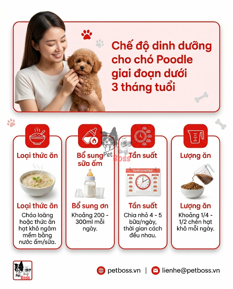 Chế độ dinh dưỡng cho chó Poodle giai đoạn dưới 3 tháng tuổi