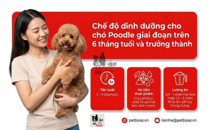 Chế độ dinh dưỡng cho chó Poodle giai đoạn trên 6 tháng tuổi và trưởng thành