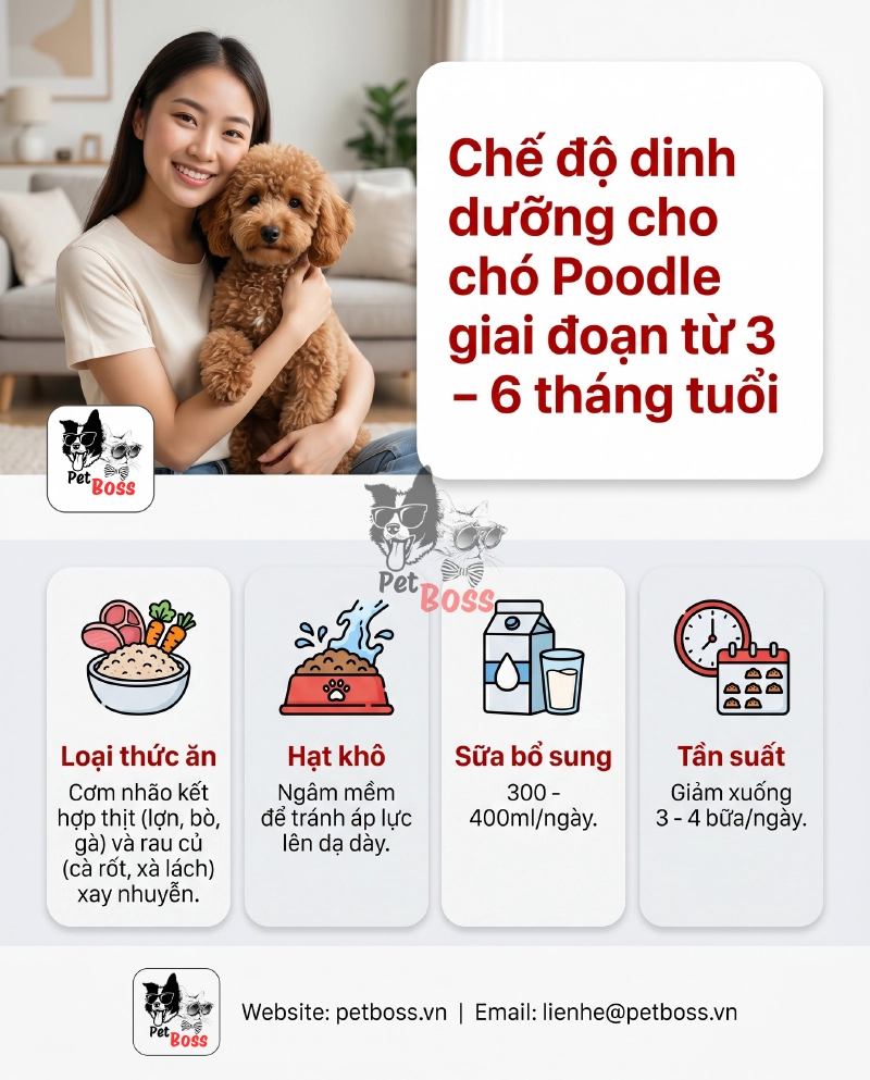 thức ăn cho chó poodle giai đoạn từ 3 - 6 tháng tuổi