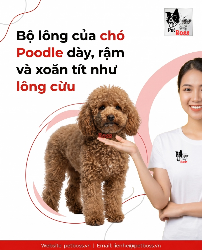 bộ lông thuần chủng của poodle