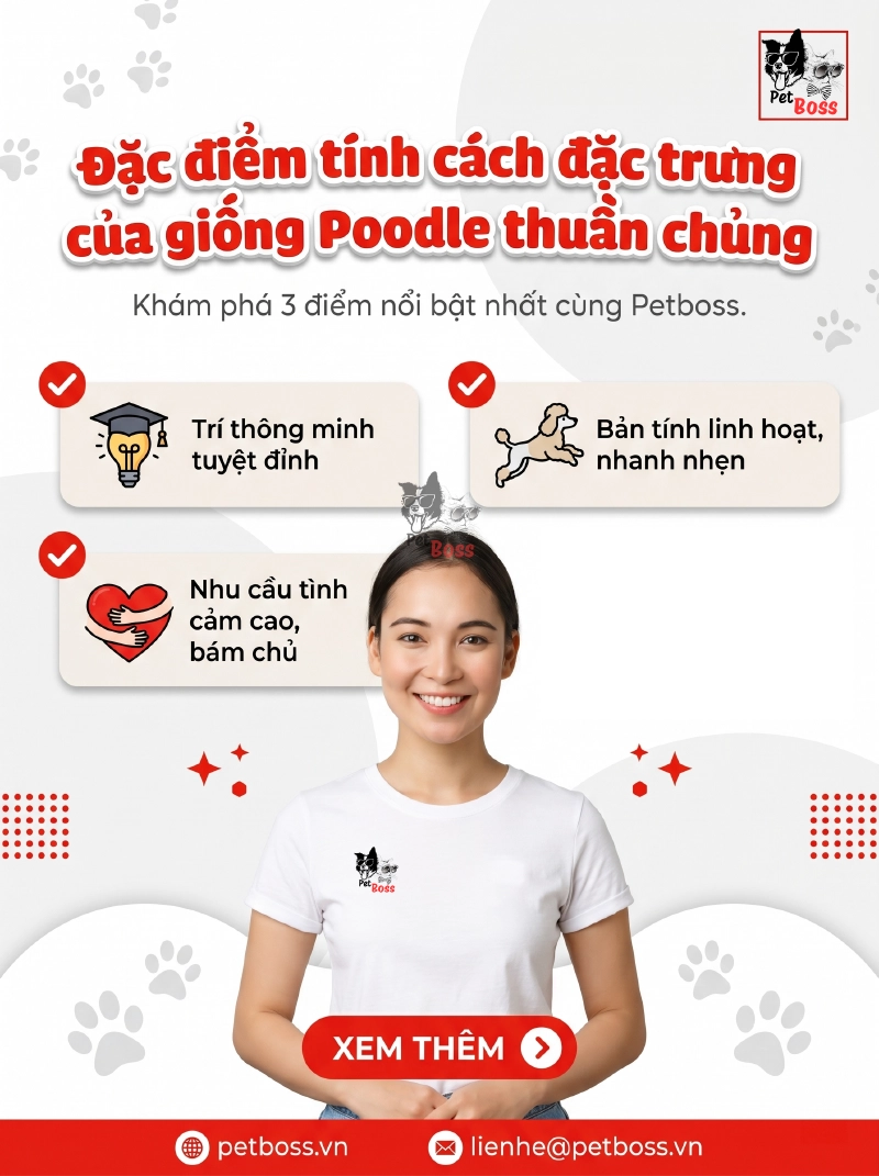 đặc điểm tính cách của chó poodle thuần chủng