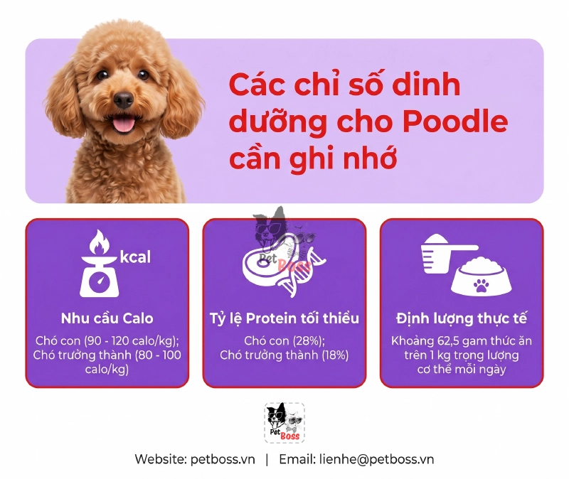 Các chỉ số dinh dưỡng cho Poodle cần ghi nhớ