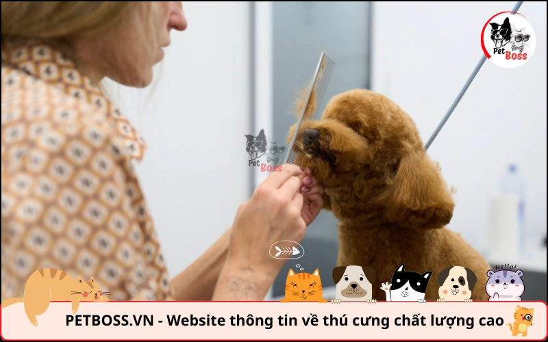 Chăm sóc lông Poodle sau khi nhuộm thật kỹ càng Chăm sóc lông Poodle sau khi nhuộm thật kỹ càng