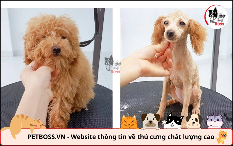 lông chó poodle sớm mọc lại