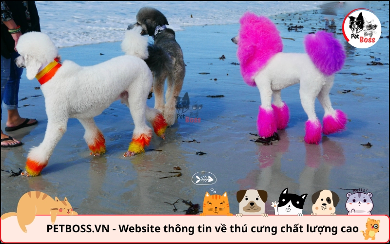 Việc nhuộm lông chó Poodle mang lại 1 số rủi ro Việc nhuộm lông chó Poodle mang lại 1 số rủi ro
