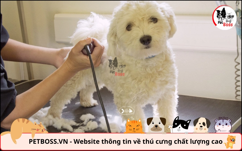 nên cạo lông máu chó poodle