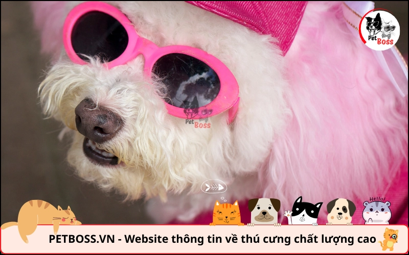 Nhuộm lông chó Poodle màu nào đẹp tùy thuộc vào màu gốc của mỗi chú Nhuộm lông chó Poodle màu nào đẹp tùy thuộc vào màu gốc của mỗi chú
