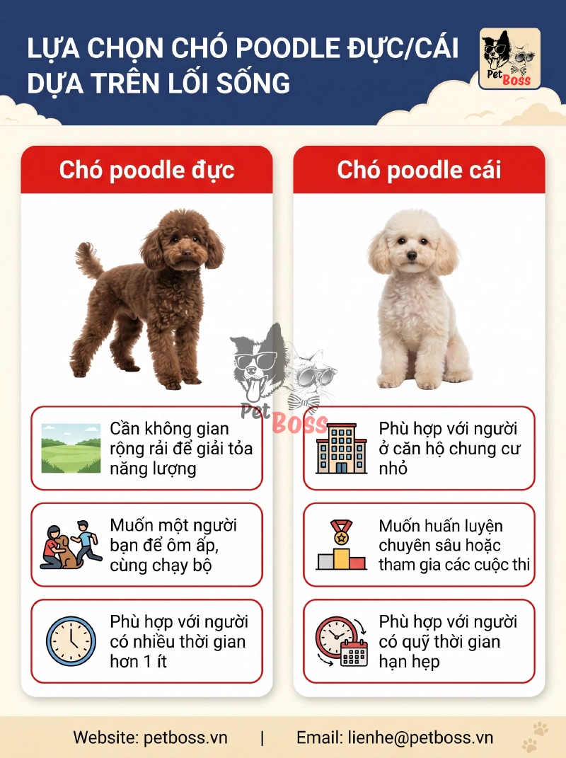 lựa chọn chó Poodle đực hay cái dựa trên lối sống